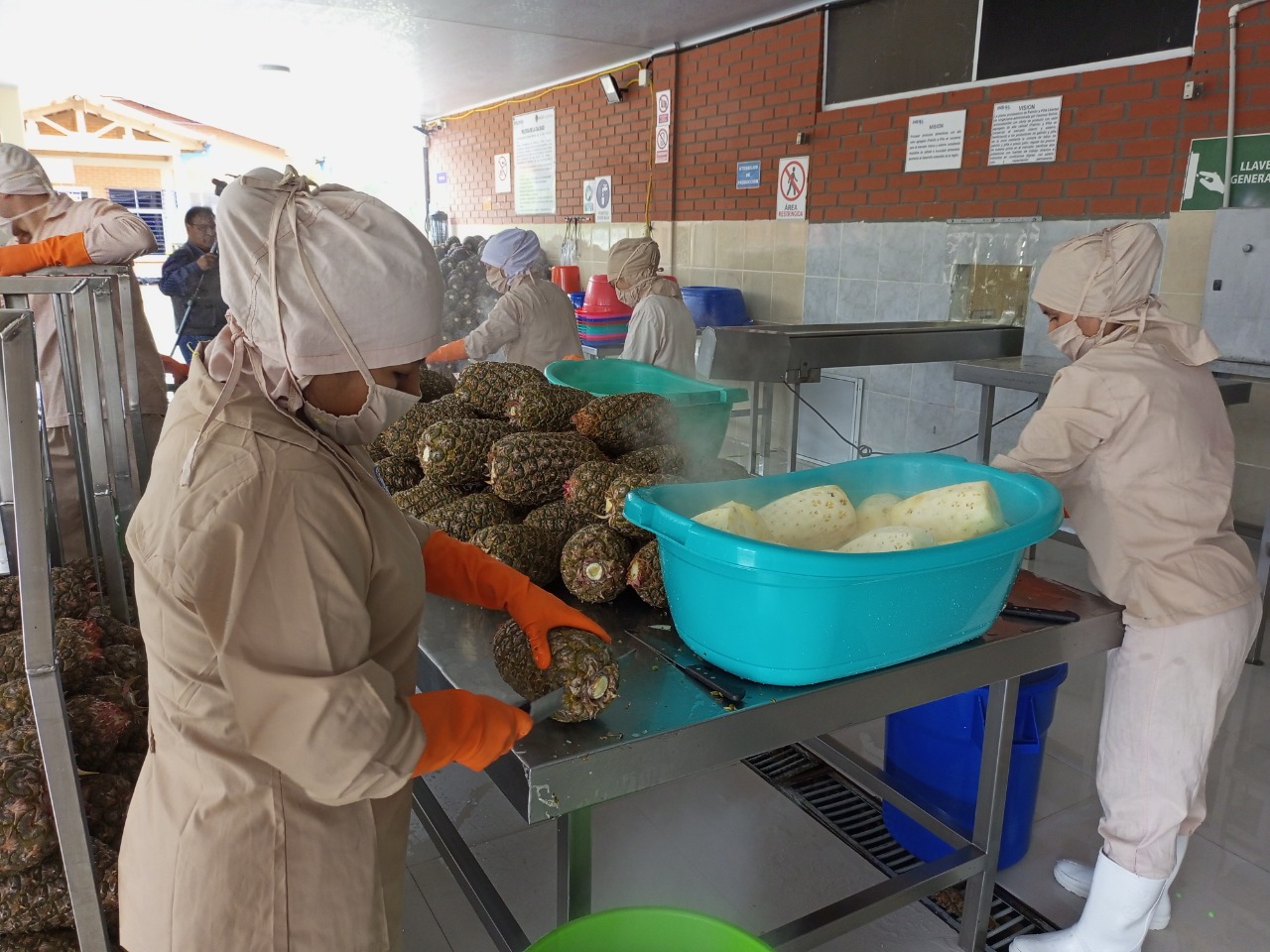 El Estado impulsa la Industrialización de la piña boliviana, a través de la planta procesadora "Libertad", ubicada en Ivirgarzama. Foto: Insumos Bolivia