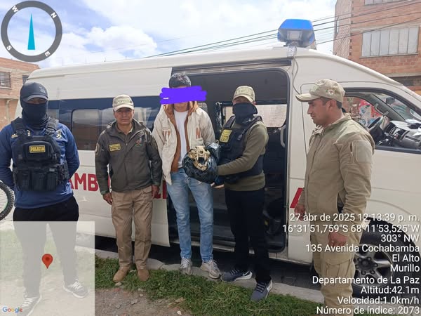 Joven es investigado por tráfico de vida silvestre tras ofertar el cráneo de un jaguar en redes sociales