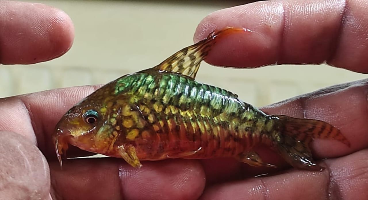 Juez libera a peruanos detenidos con 710 peces en Beni pese a evidencia de tráfico de vida silvestre