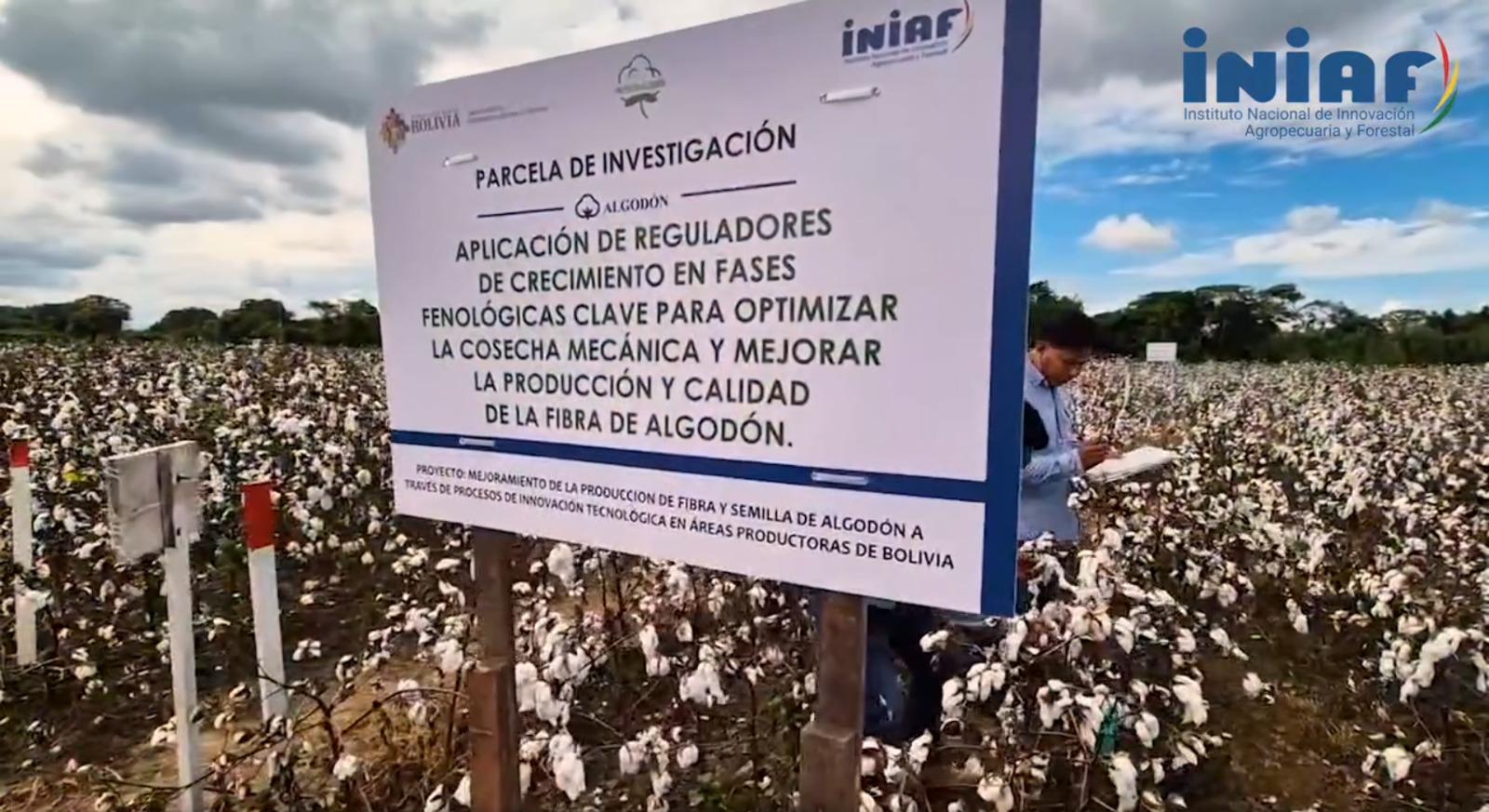 Cultivo de algodón en la comunidad Avaroa del municipio Cabezas. Captura: Iniaf