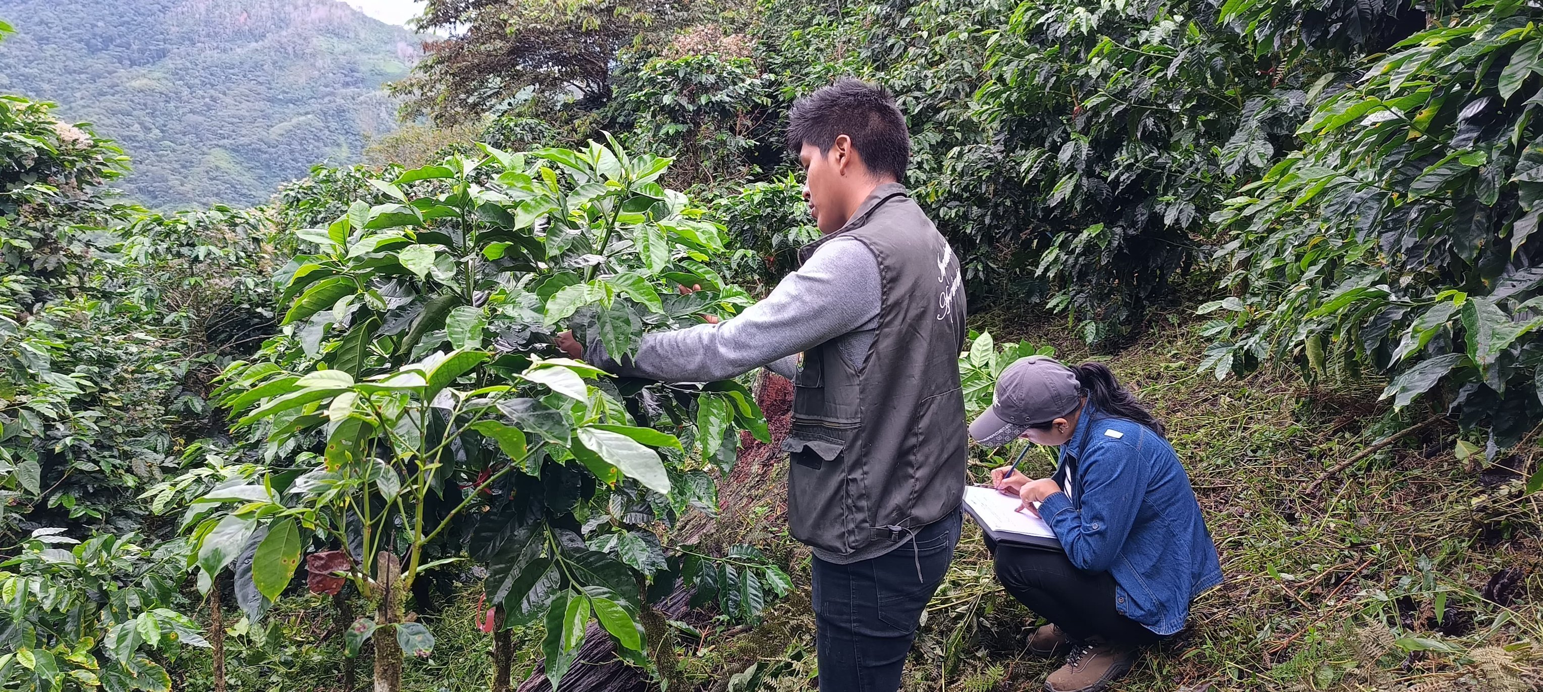 Proyecto café de Iniaf, KoLFACI y CATIE implementan prácticas de poda y fertilización en cultivos de diferentes comunidades. Foto: Iniaf 