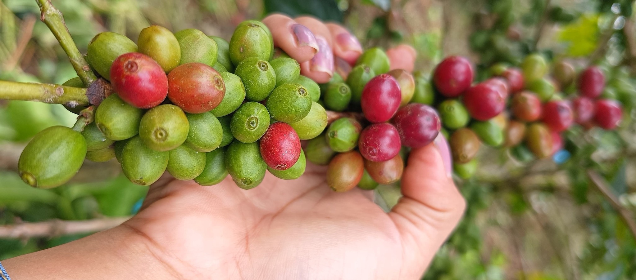 Proyecto café de Iniaf, KoLFACI y CATIE implementan prácticas de poda y fertilización en cultivos de diferentes comunidades. Foto: Iniaf 