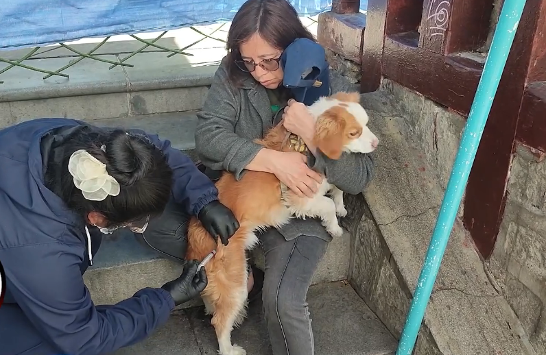 Plantean adelantar la campaña de vacunación contra la rabia canina en Sucre