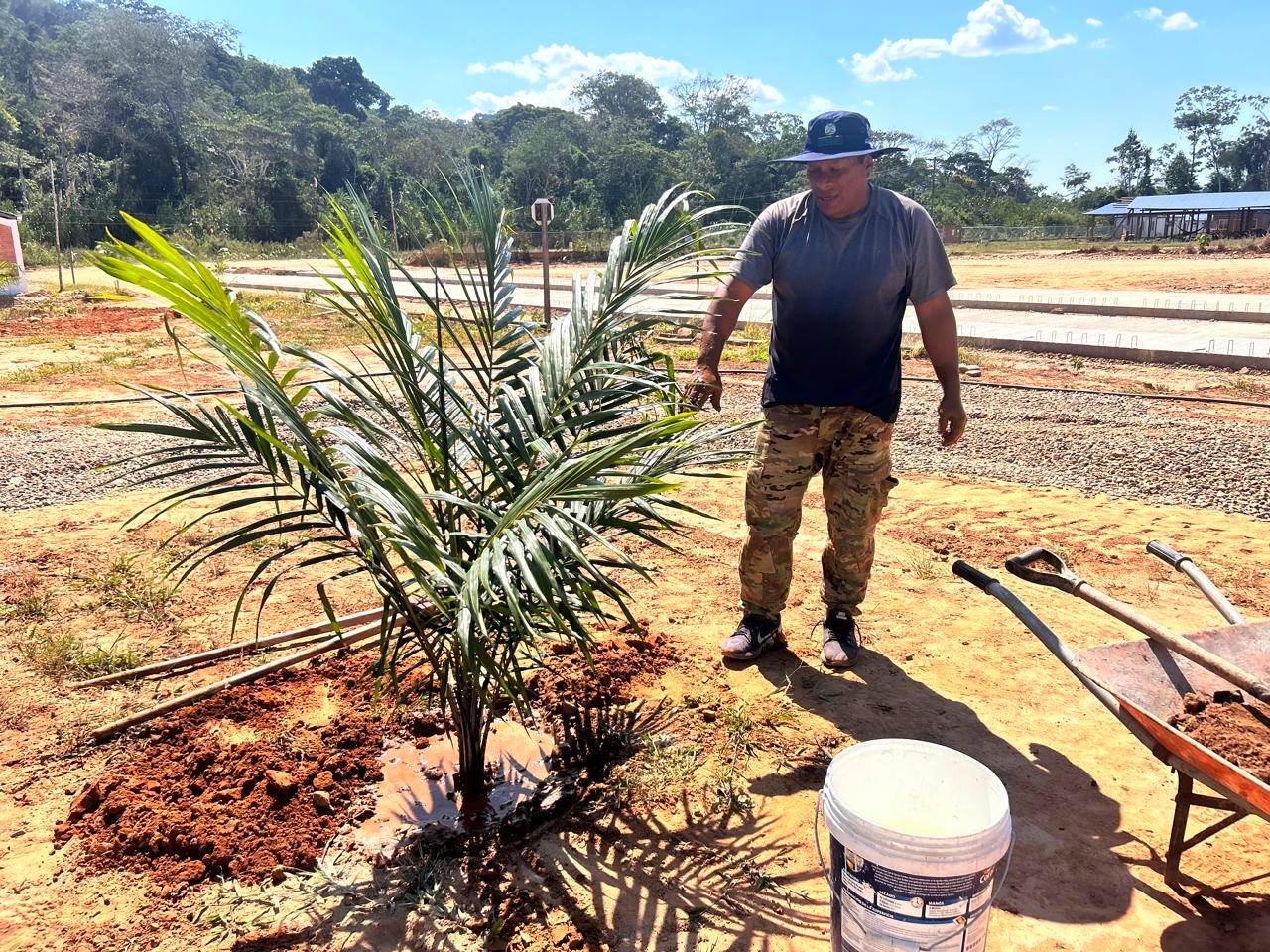 Trasplantan plantones de palma aceitera en predios de la futura industria extractora de aceite en Ixiamas para biodiésel