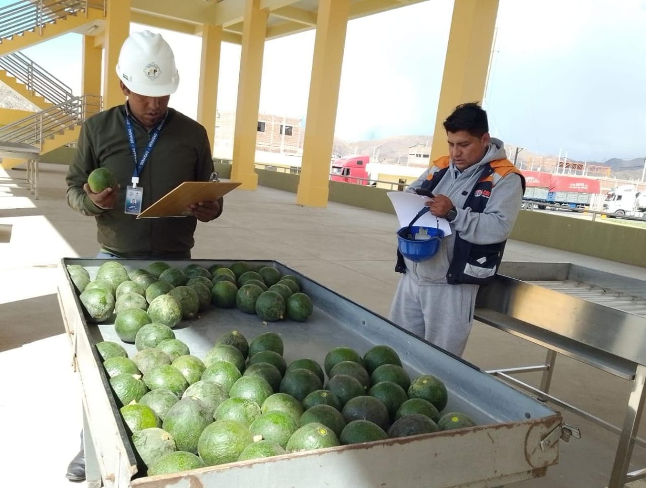 Senasag descarta existencia de paltas contaminadas con cadmio en el mercado nacional y fortalece controles