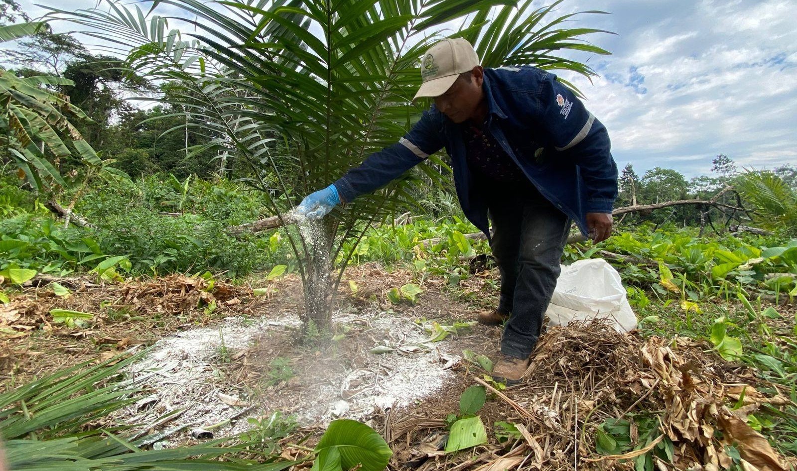 Afloran con éxito cultivos de palma aceitera en el Beni, materia prima para biodiésel