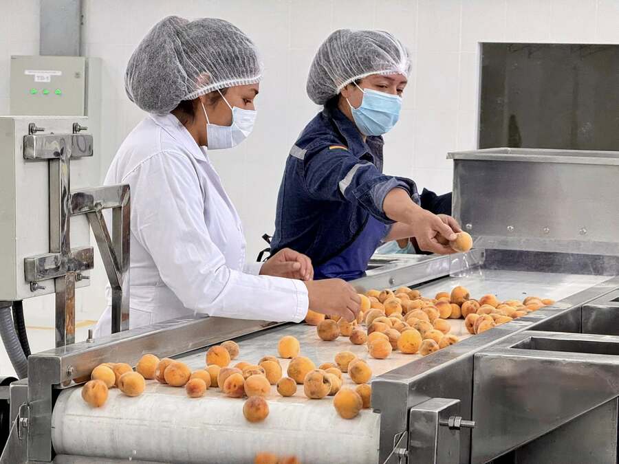 Planta industrial de chirimoya y durazno en Presto está a un paso de su entrega provisional