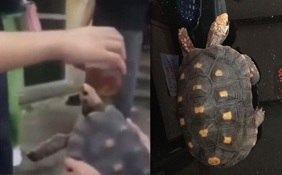La Fiscalía investiga maltrato a una tortuga en Santa Cruz, le hicieron ingerir bebidas alcohólicas