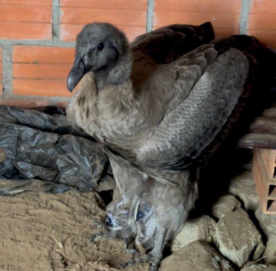 Cóndor andino hembra encontrado en la comunidad Ancoma, Sorata. Foto: Ministerio de Medio Ambiente y Agua (MMAyA)