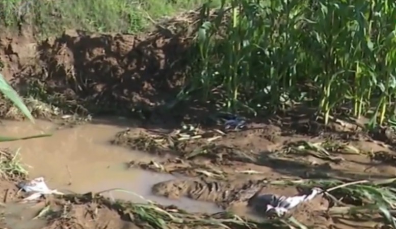 Reportan 50 hectáreas de maíz afectadas por inundaciones en la comunidad de Kjochi Lázaro