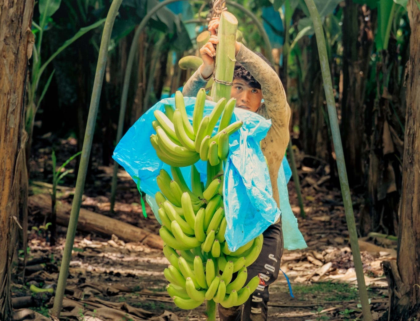 Productor de plátano en Bolivia. Foto: Gabriel Serrano