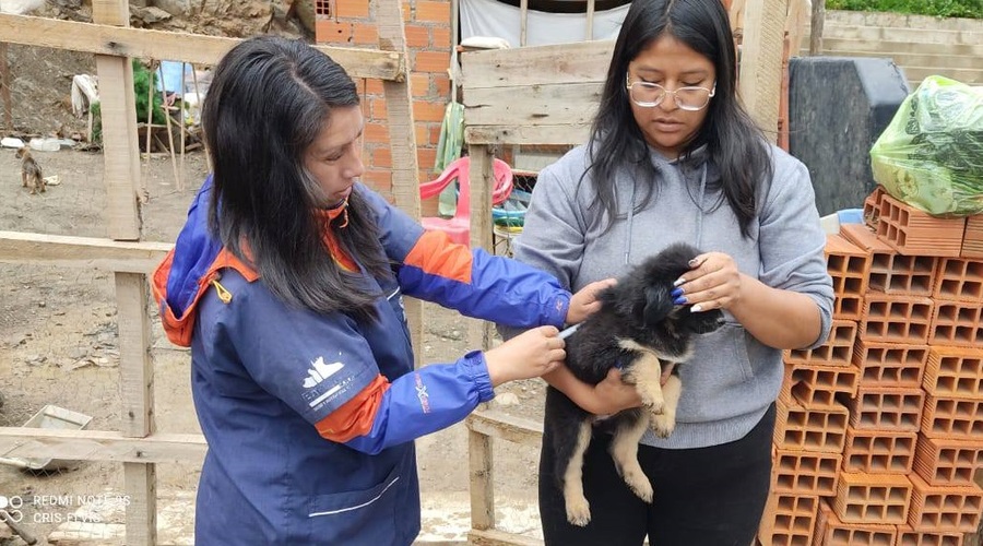 Reportan segundo caso de rabia canina en Sucre