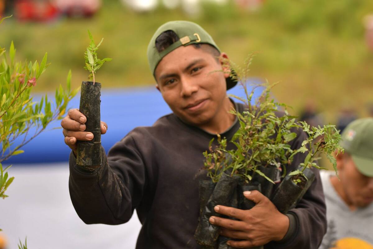 Reforestan con 7 mil plantines el Parque Nacional Tunari afectado por incendios