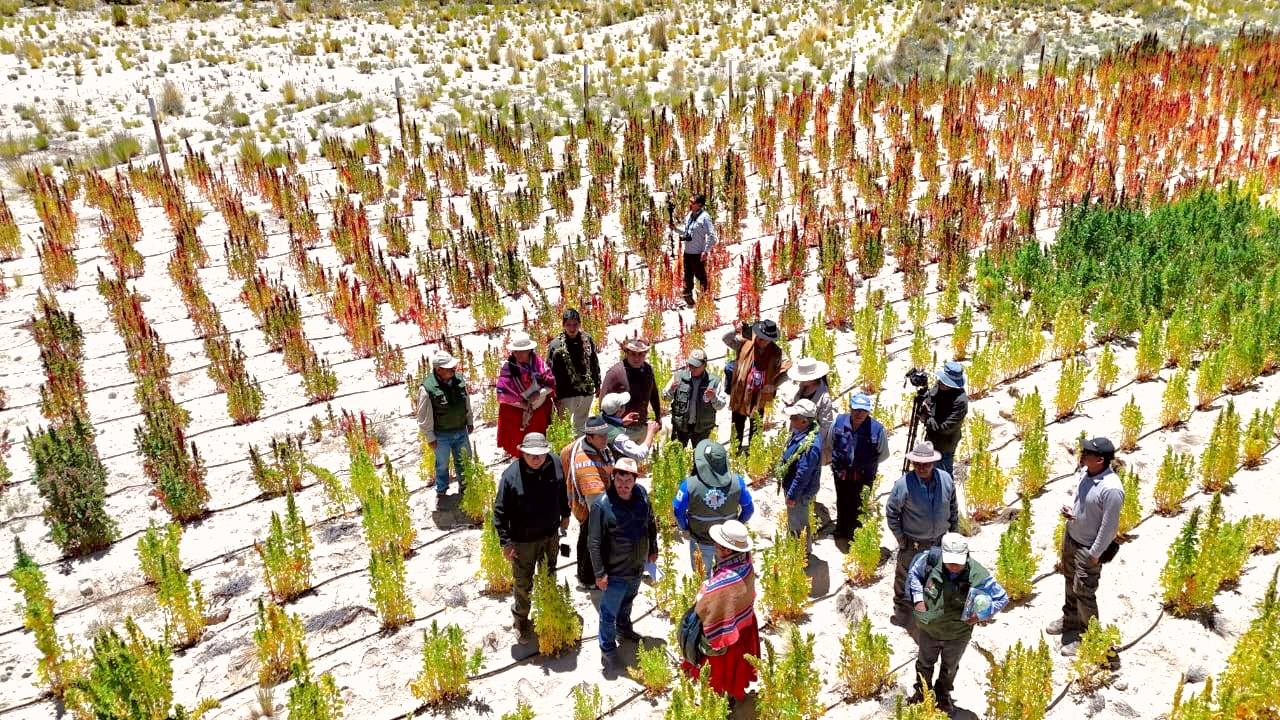 Producción de quinua boliviana, Oruro. Foto: Iniaf - MDRyT