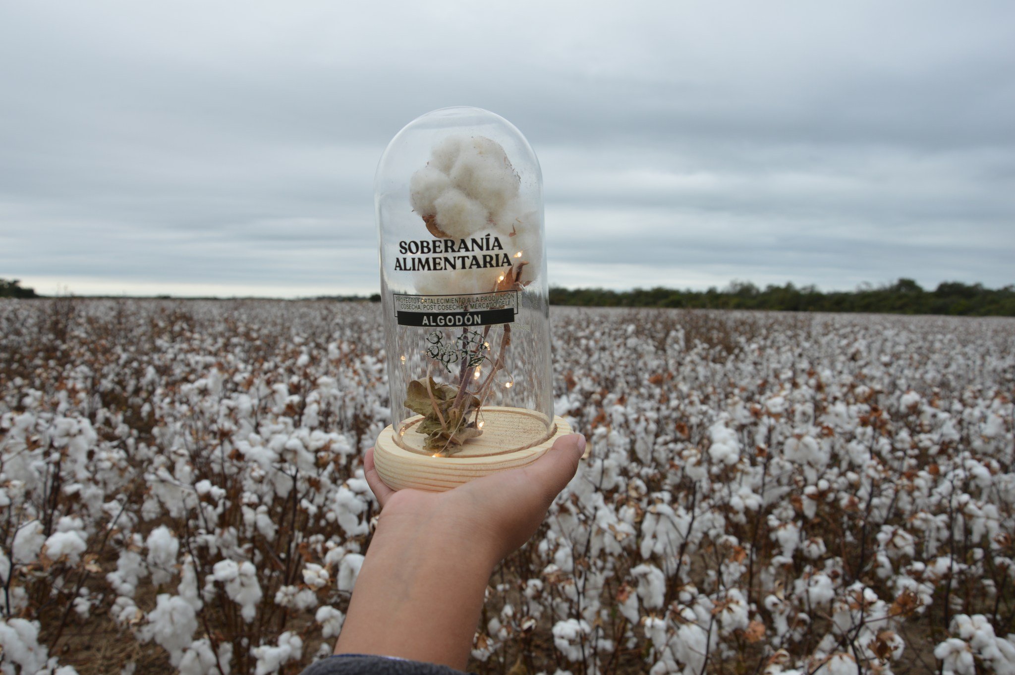 Bolivia es reconocida como área libre del picudo mexicano del algodón y abre camino hacia nuevos mercados