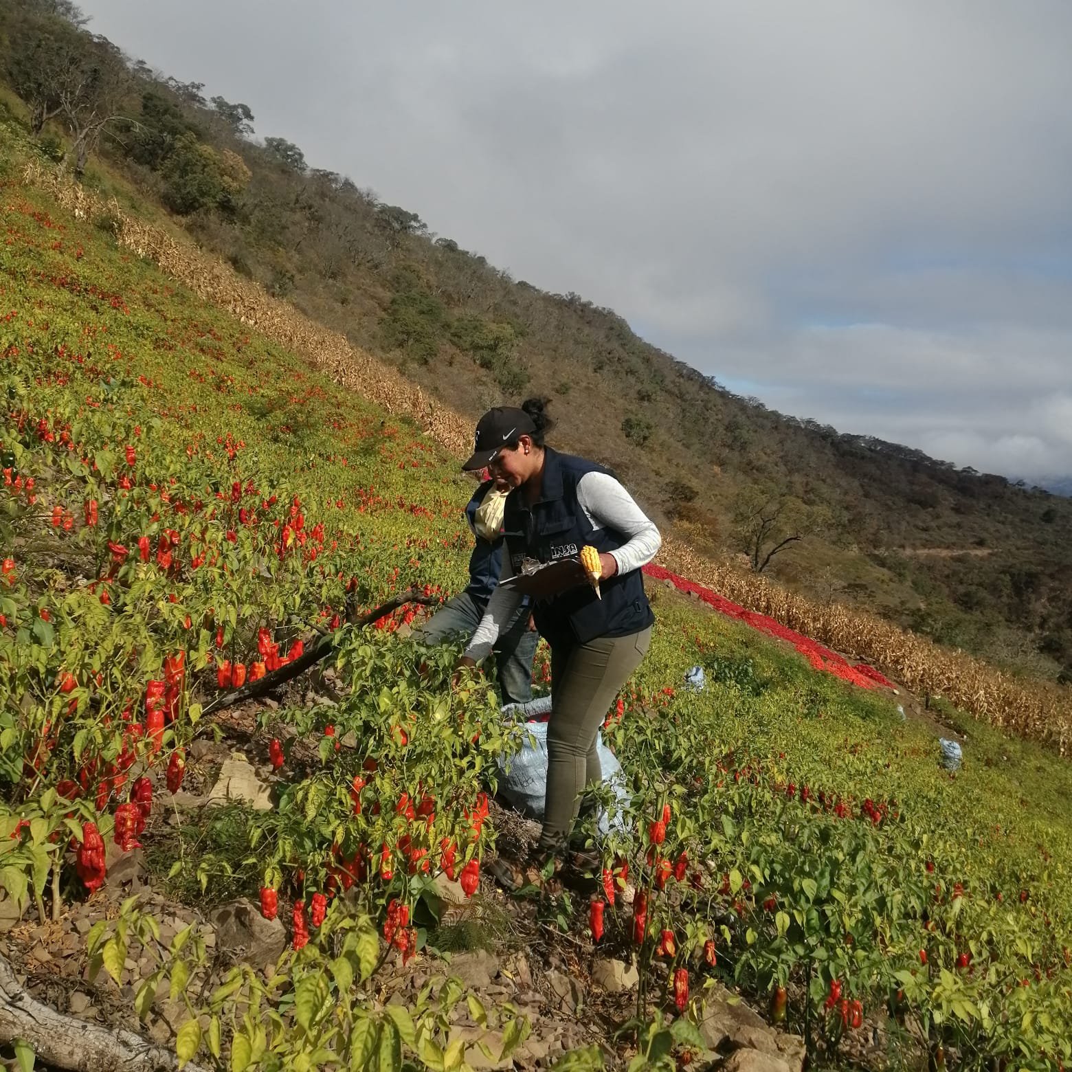 Heladas afectan el 8% de cultivos, porcentaje mínimo que no afecta a la seguridad alimentaria 