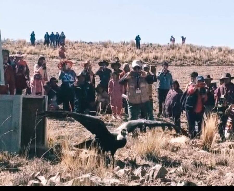 Pofoma libera al cóndor andino rehabilitado en Macha