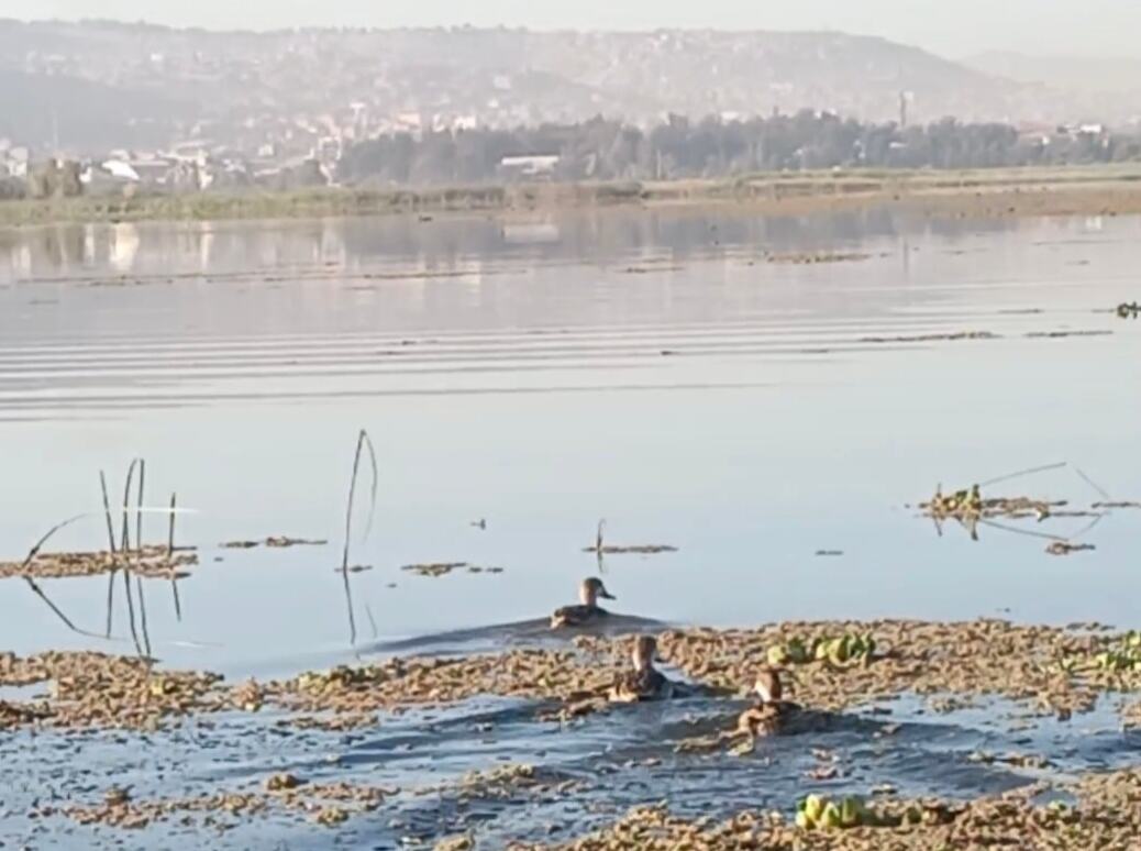 Buscan el cuerpo de un hombre desaparecido desde el sábado en la laguna Alalay de Cochabamba