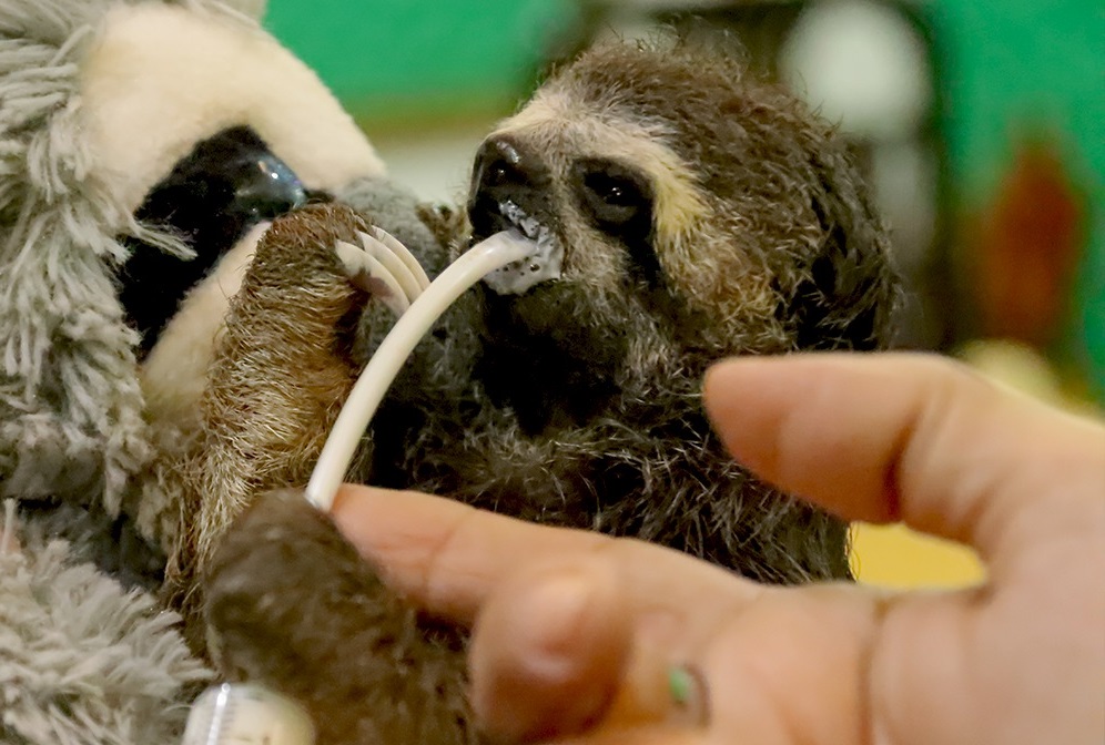 Inician rescate de perezosos de la plaza de Trinidad para llevarlos a su hábitat
