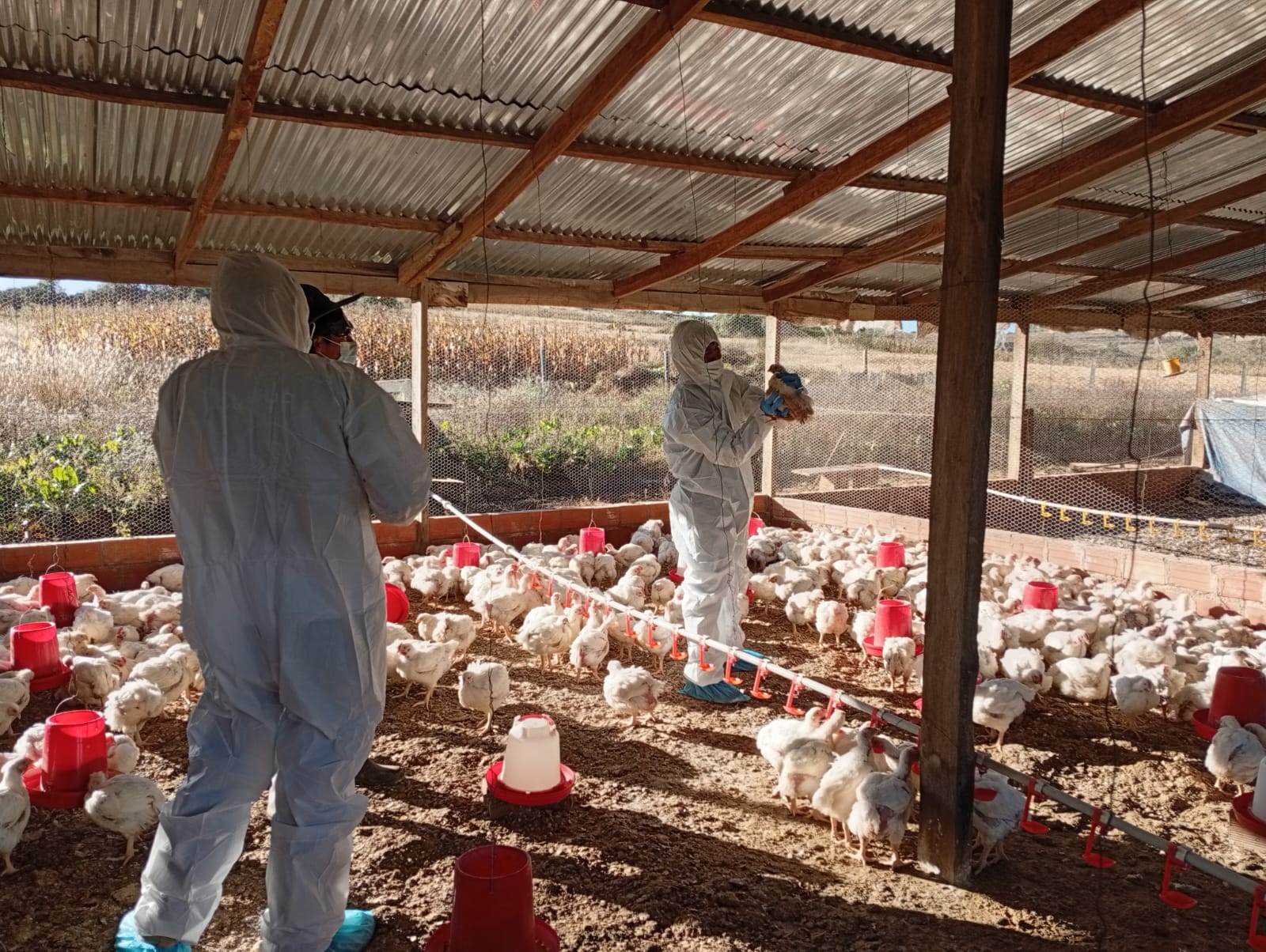 Senasag intensifica control y vigilancia en granjas para prevenir la influenza aviar