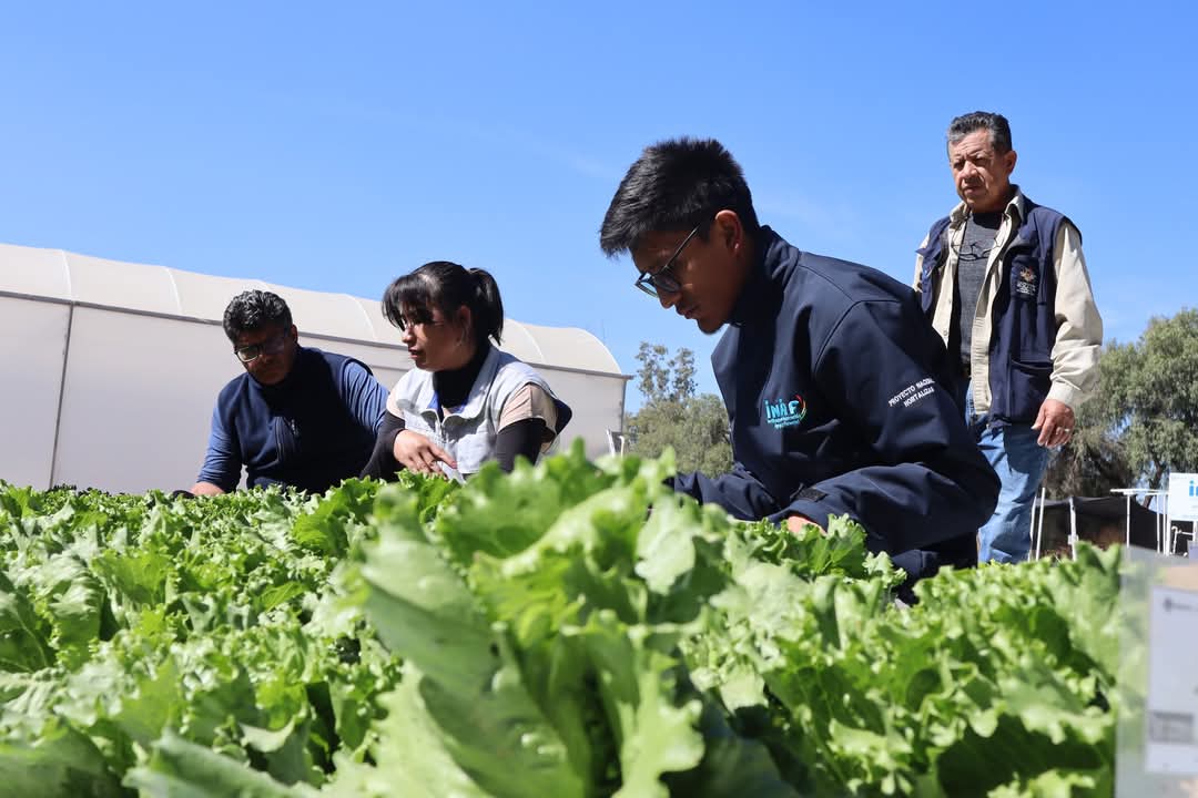 Iniaf realiza evaluación de dos nuevas variedades de lechuga para el Registro Nacional