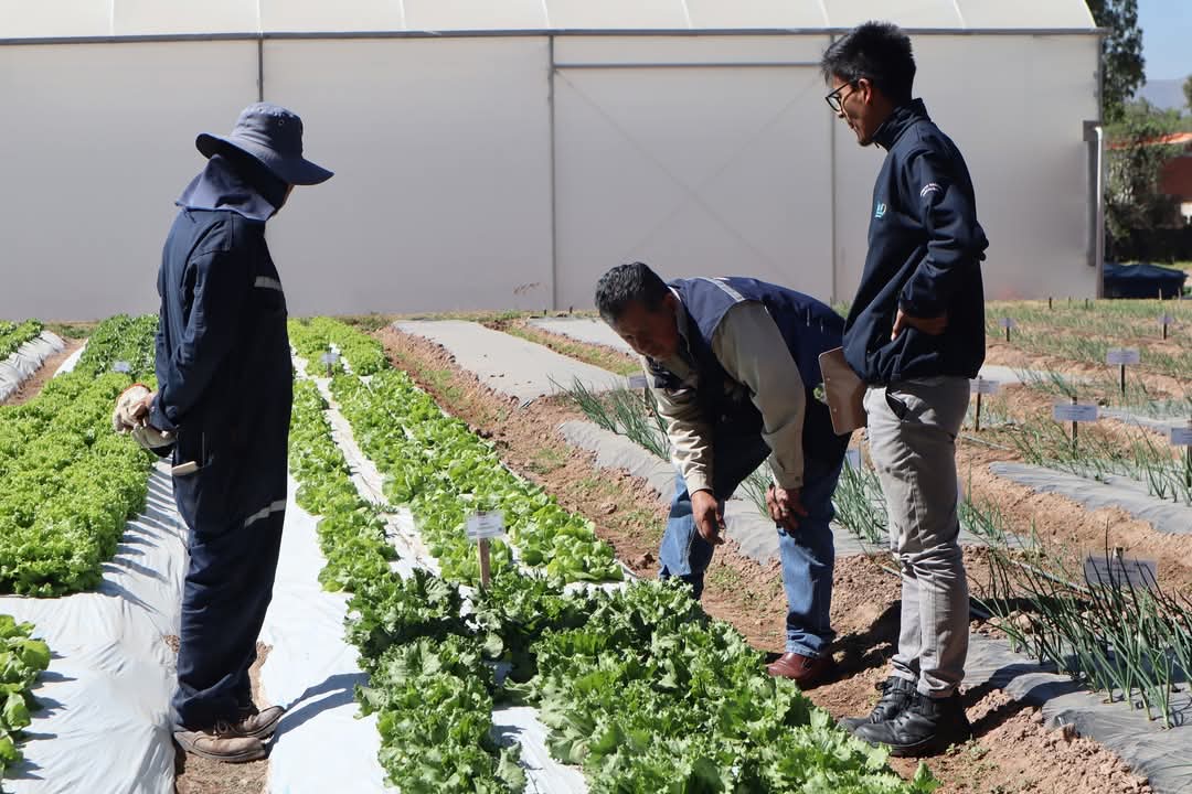 Evalúan dos nuevas variedades de lechuga para producir semillas certificadas de alta calidad