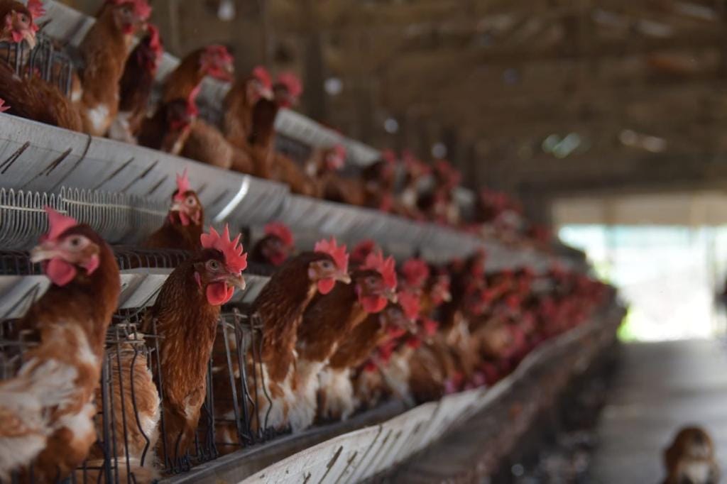 Primera semana de bloqueo evista ocasiona cierre de granjas avícolas en Cochabamba