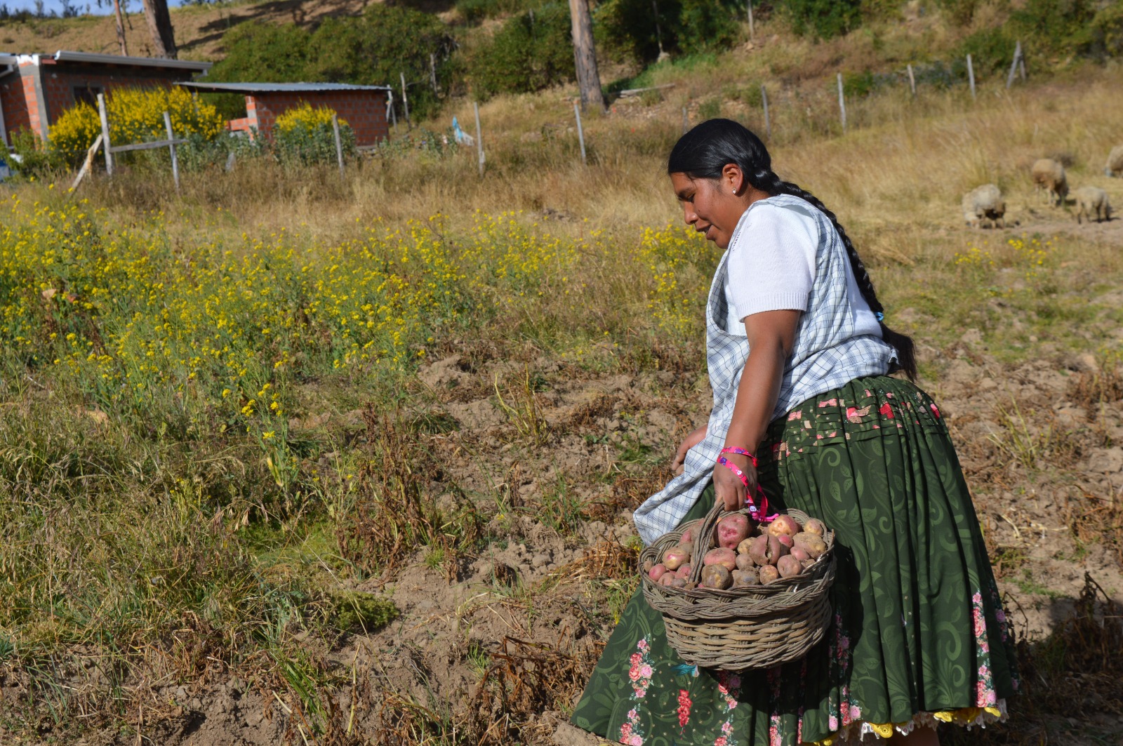 BDP–SAM desembolsó más de Bs 8.982 millones en créditos directos en 10 años