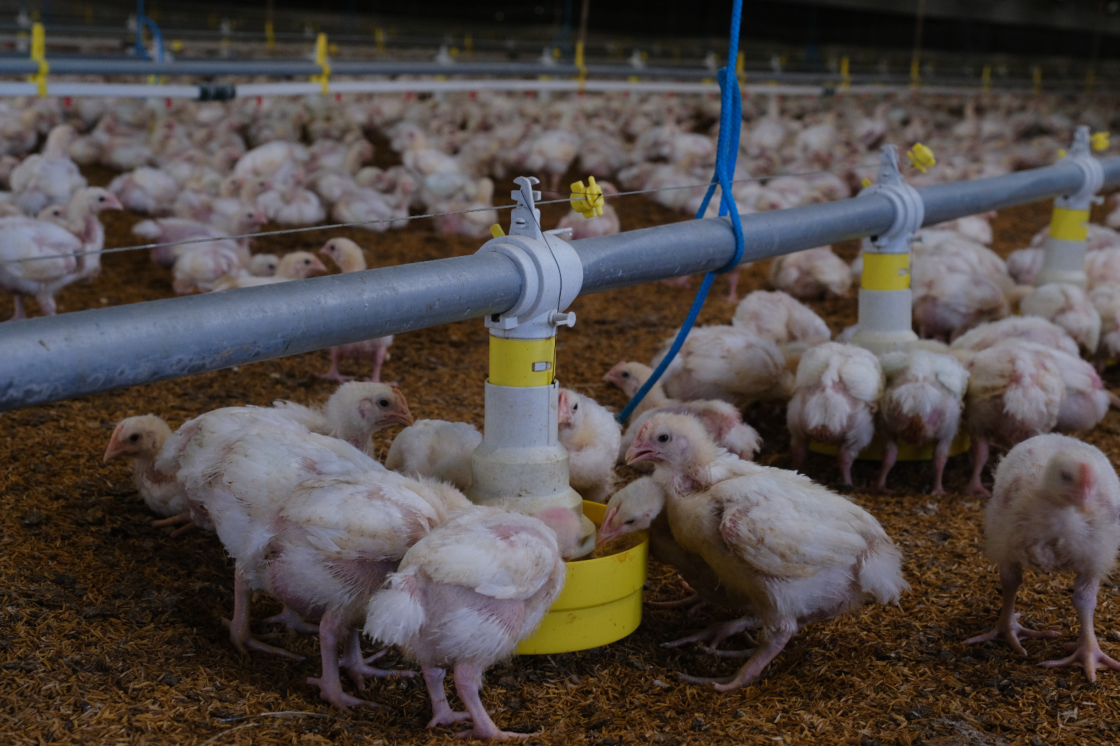 Avicultores perdieron hasta Bs 6 millones por día de bloqueo evista