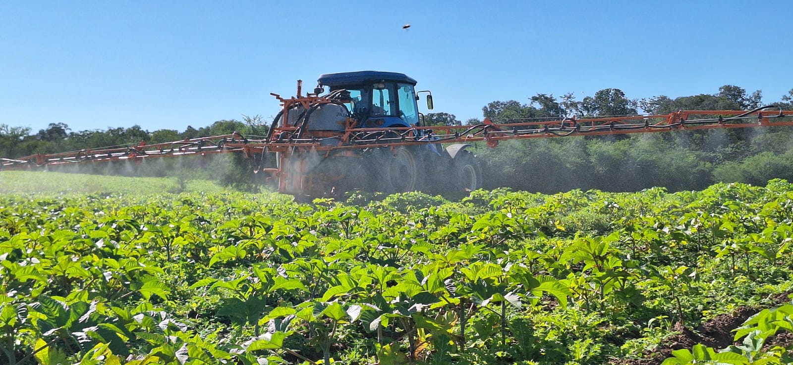 Mejoran la productividad y calidad del macororó mediante pesticidas y uso de abono foliar