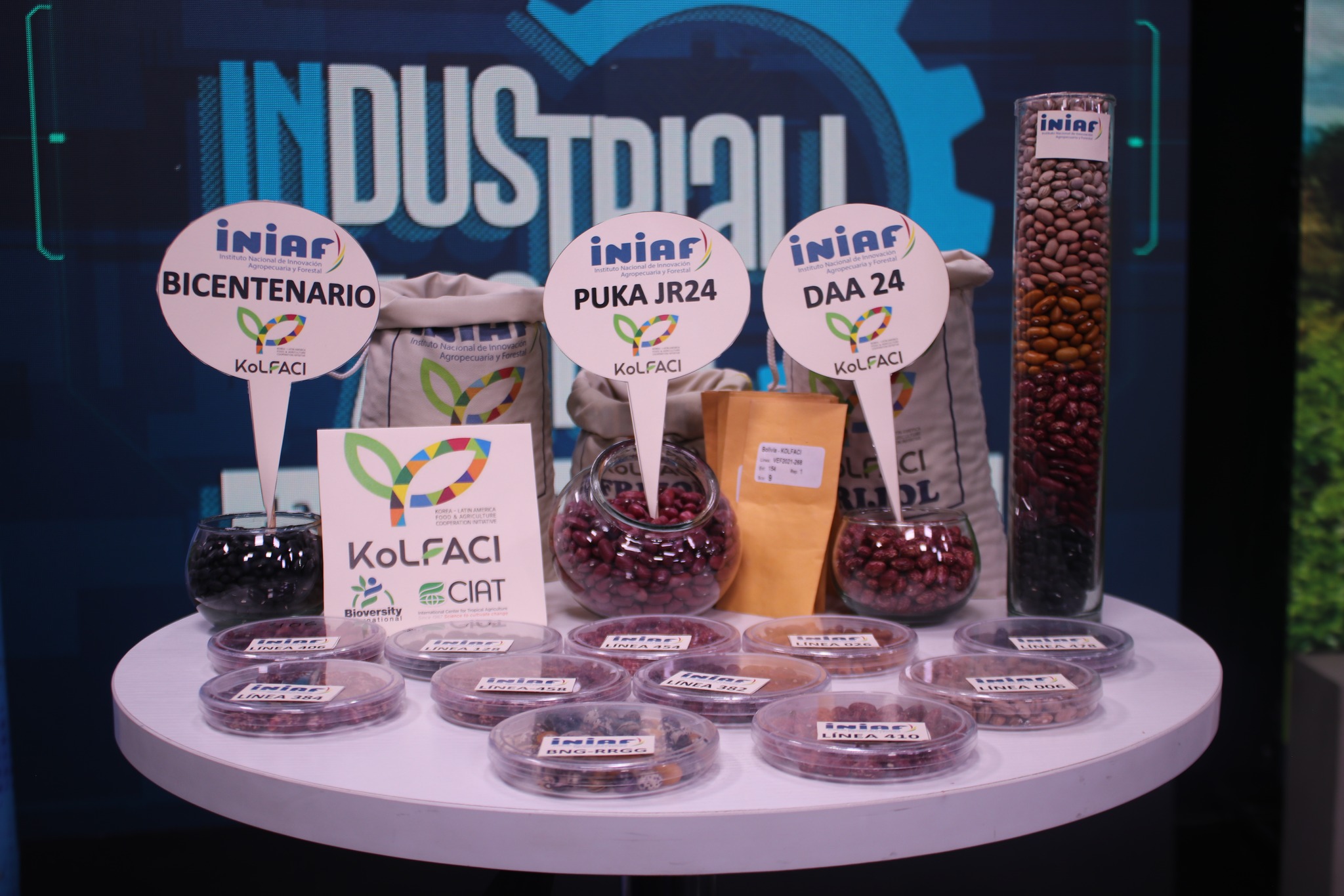 Nuevas variedades de frijol Bicentenario y Puka JR24 son tolerantes a sequías y duplican rendimiento