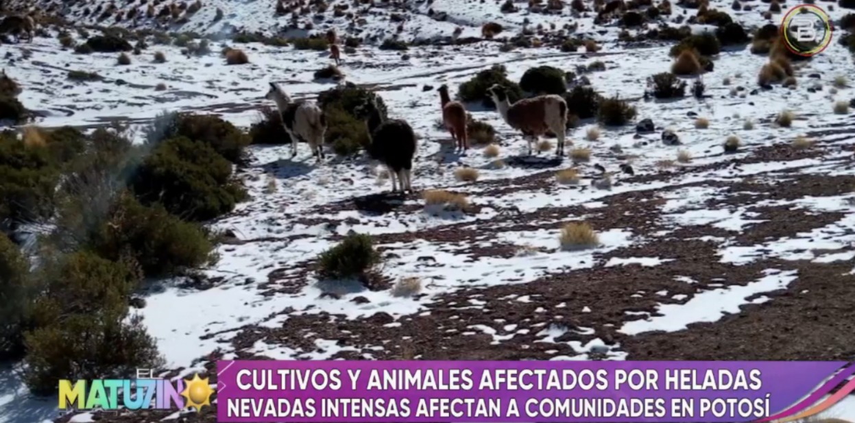 Nevada “moderada” cubre 5 municipios de Potosí y helada afecta a 100 familias del departamento