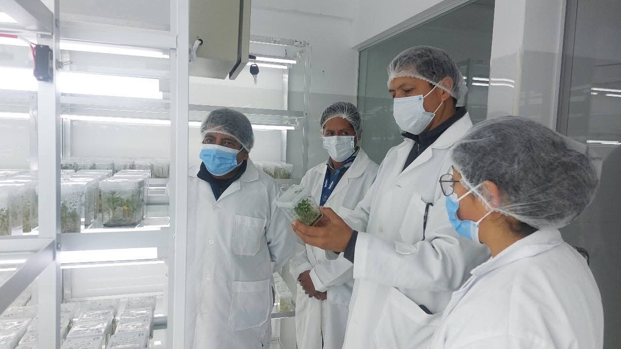 YAvanza con éxito producción de semilla prebásica de papa libre de plagas y enfermedades