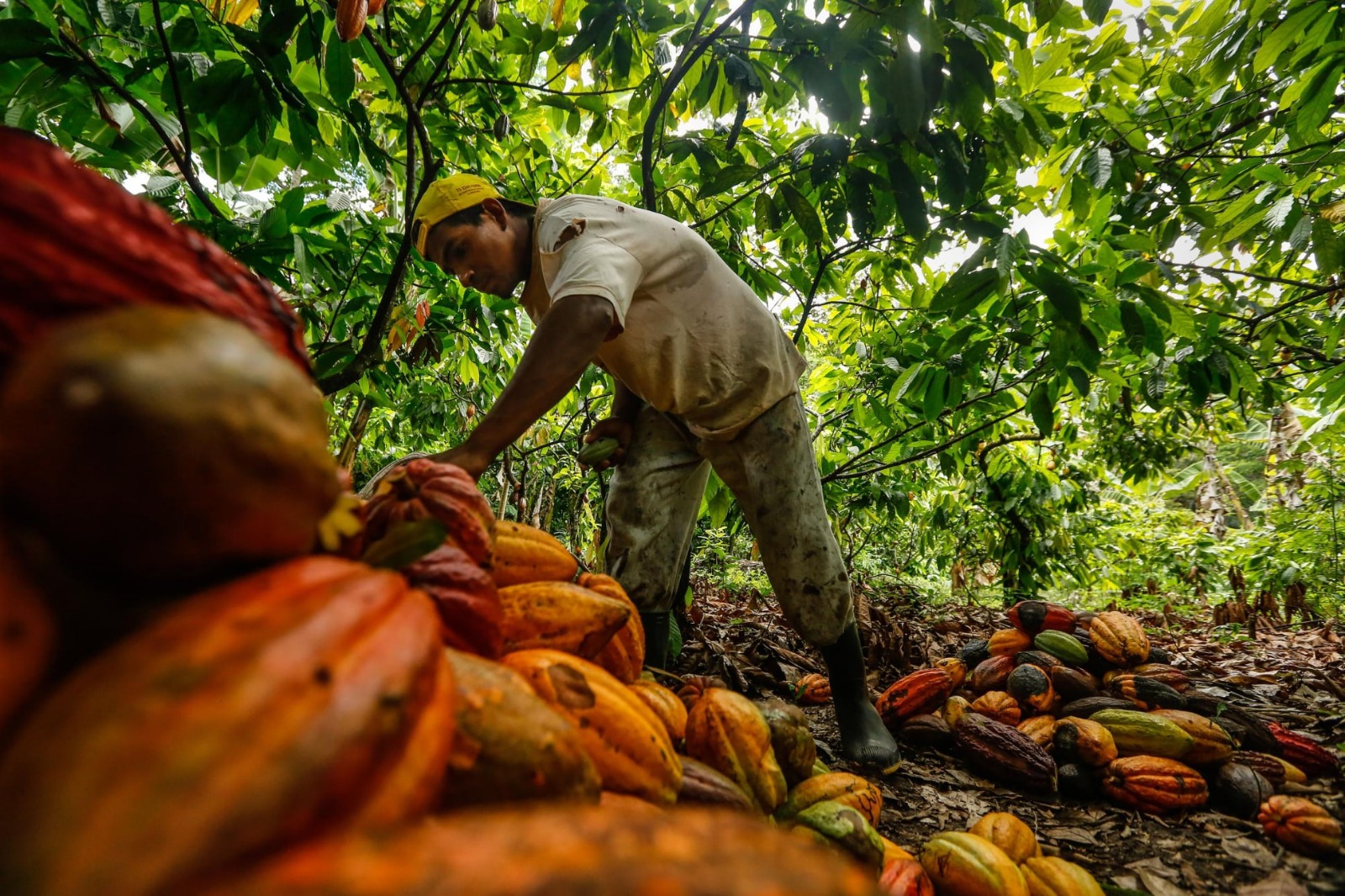 Planta Procesadora de Derivados del Cacao de Pando proyecta iniciar operaciones este mes