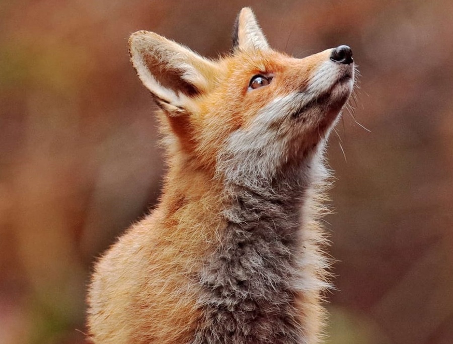 Museo “Fernando Montes” presenta una historia fantástica del zorro andino