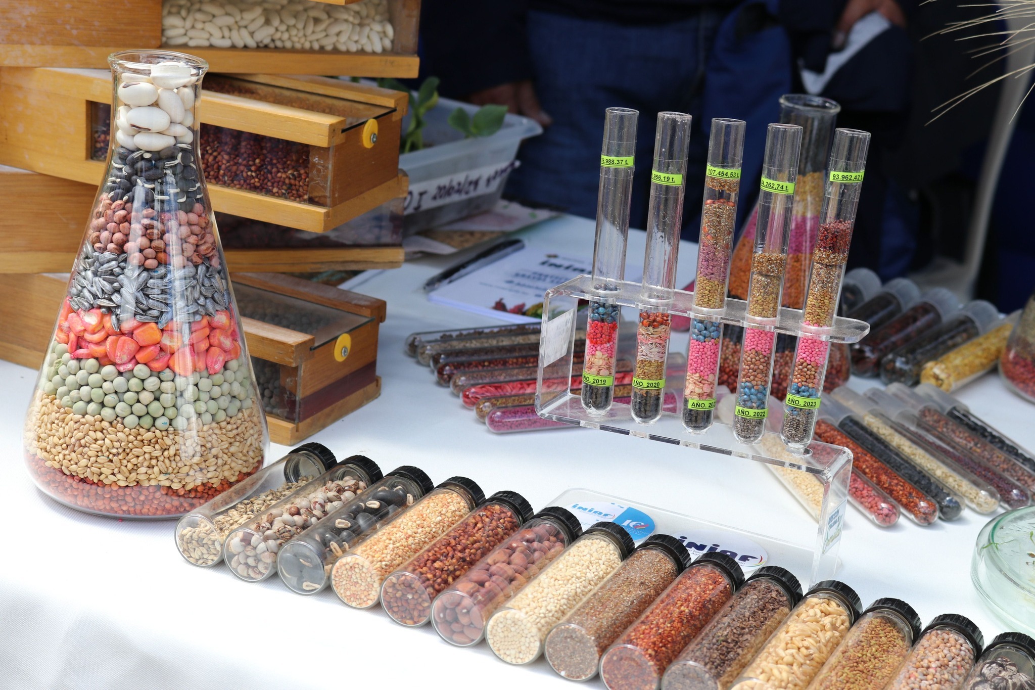 Semillas del Banco Nacional de Germoplasma de Cereales y Leguminosas. Foto: Iniaf