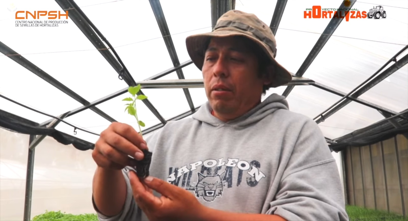 Productor de tomate que utiliza platines certificados por el Iniaf. Foto: CNPSH