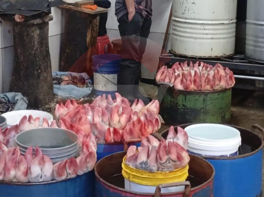 Intervienen dos domicilios en Senkata que comercializaban patas de res en condiciones insalubres