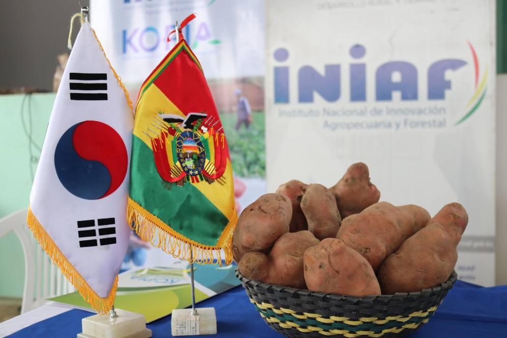 Iniaf y Kopia entregan semilla y fertilizante para impulsar la producción de papa en Santa Cruz. Foto: Iniaf