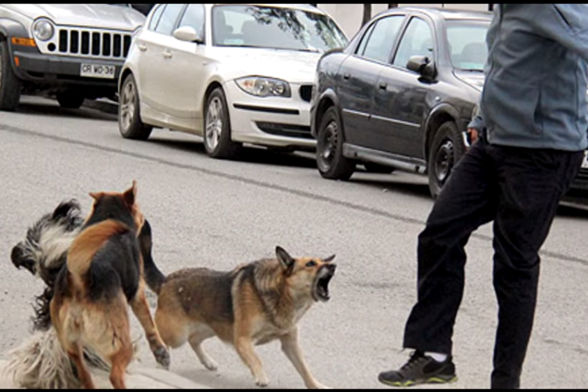 Reportan dos nuevos casos de rabia canina en Sucre, ya suman nueve