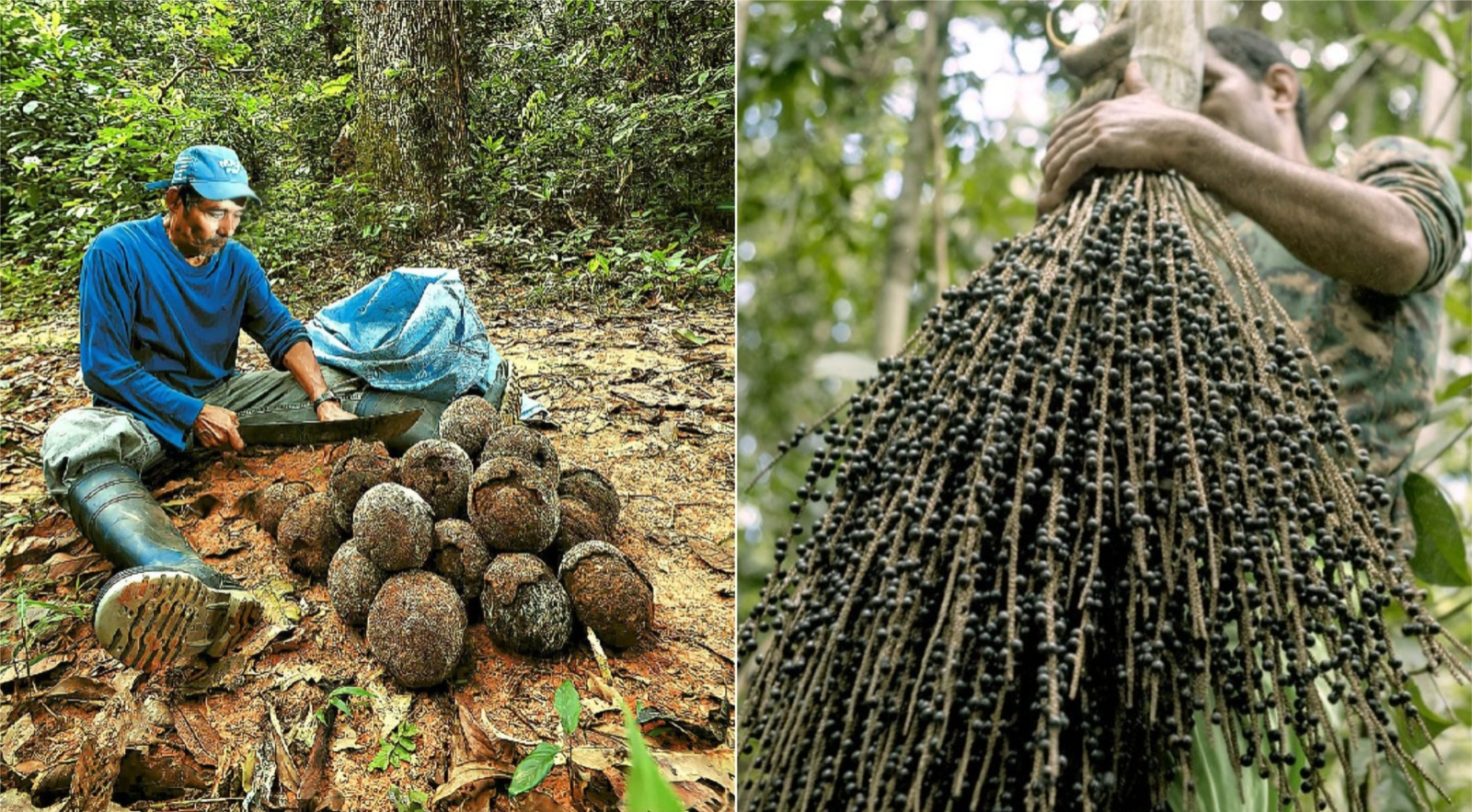 Cosecha de castaña y asaí en Bolivia. Foto: WWF Bolivia y Musef
