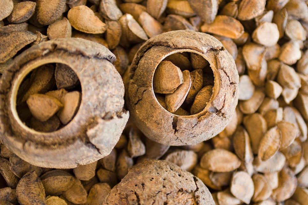 Producción de castaña en la Amazonía. Foto: RRSS