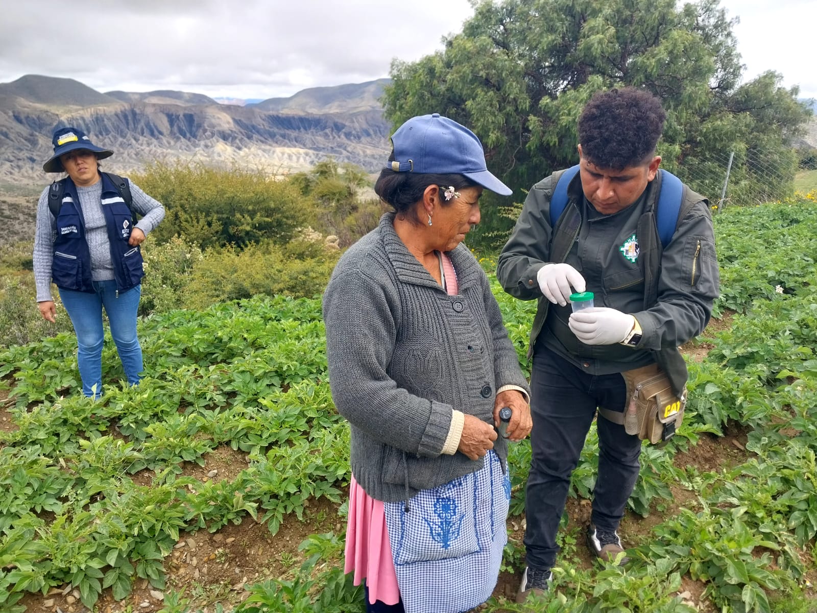 Asistencia técnica a productores de papa en Tarija. Foto: Senasag