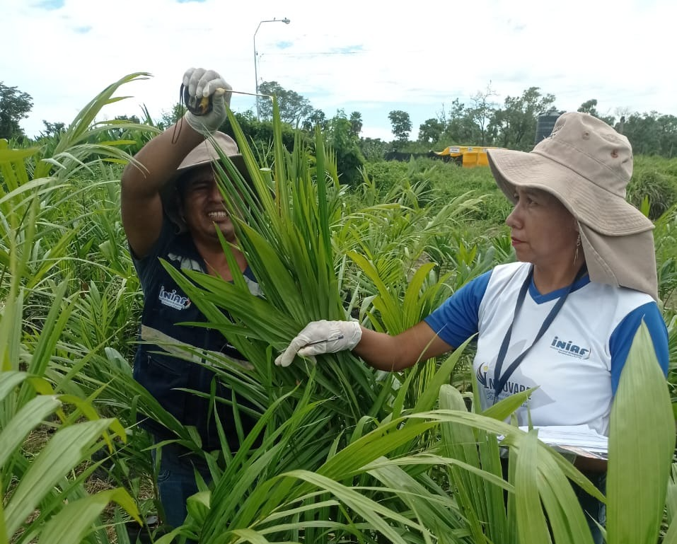 Iniaf Beni fiscaliza 15.000 plantones de palma aceitera del vivero Nueva Trinidad. Foto: Iniaf
