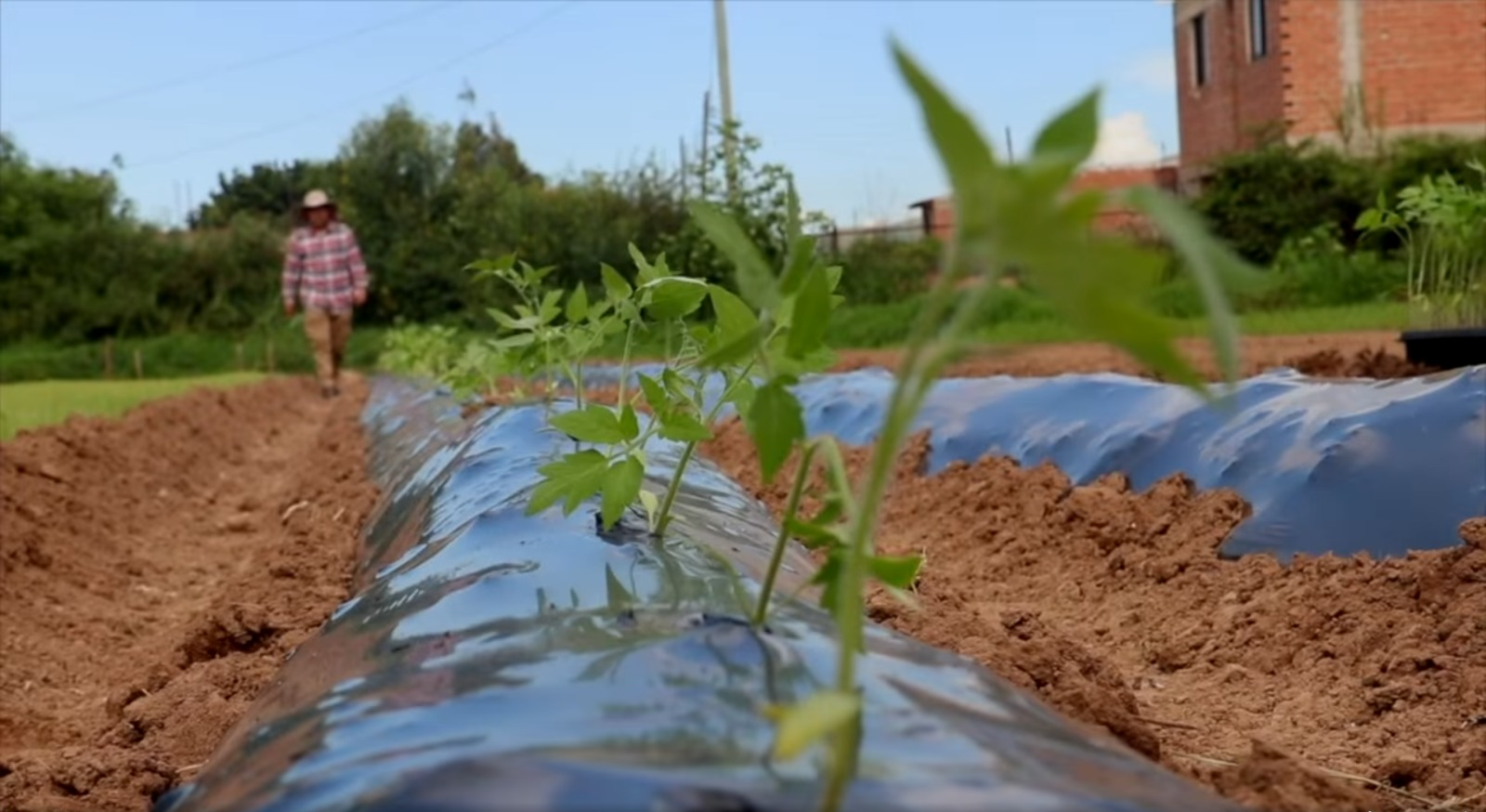 Proyecto Nacional Hortalizas. Captura: Iniaf