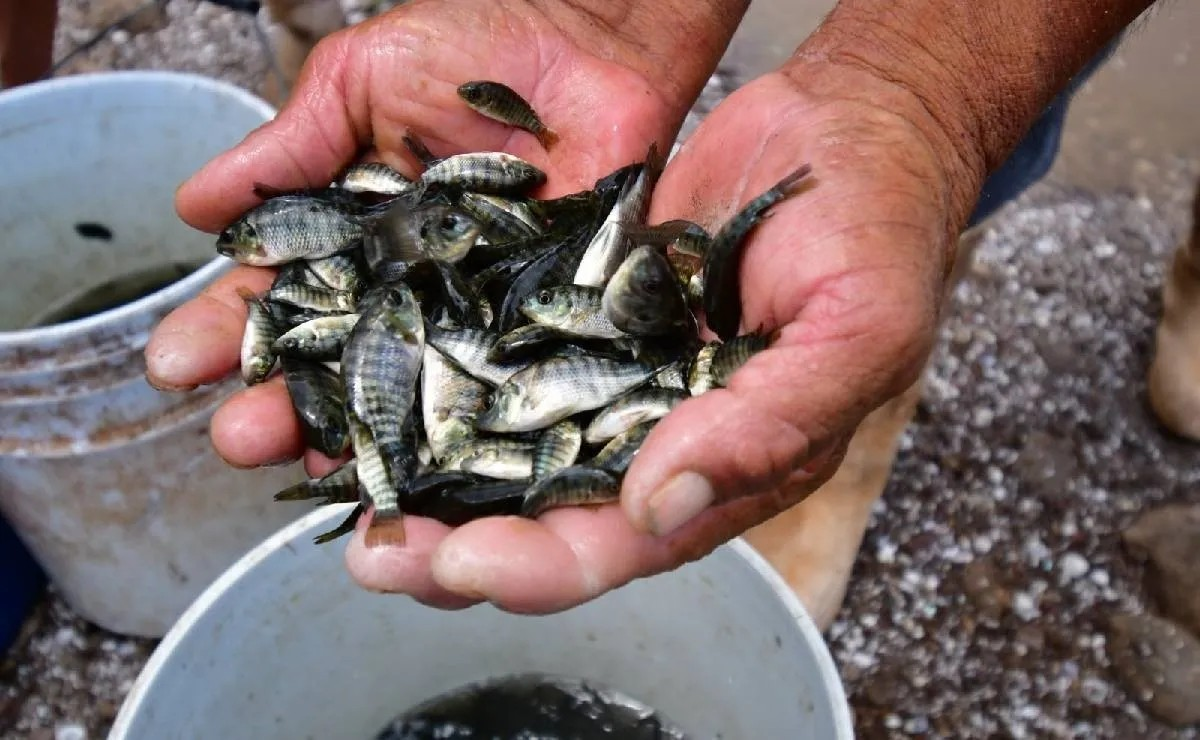 Imagen referencial de alevines. Foto: RRSS