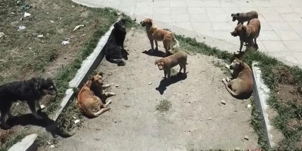 Jauría de perros callejeros en una plaza de la ciudad de El Alto, La Paz. Foto: Unitel