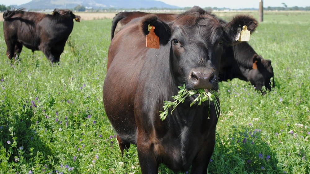 La alfalfa es uno de los mejores forrajes para el ganado lechero. Foto: RRSS