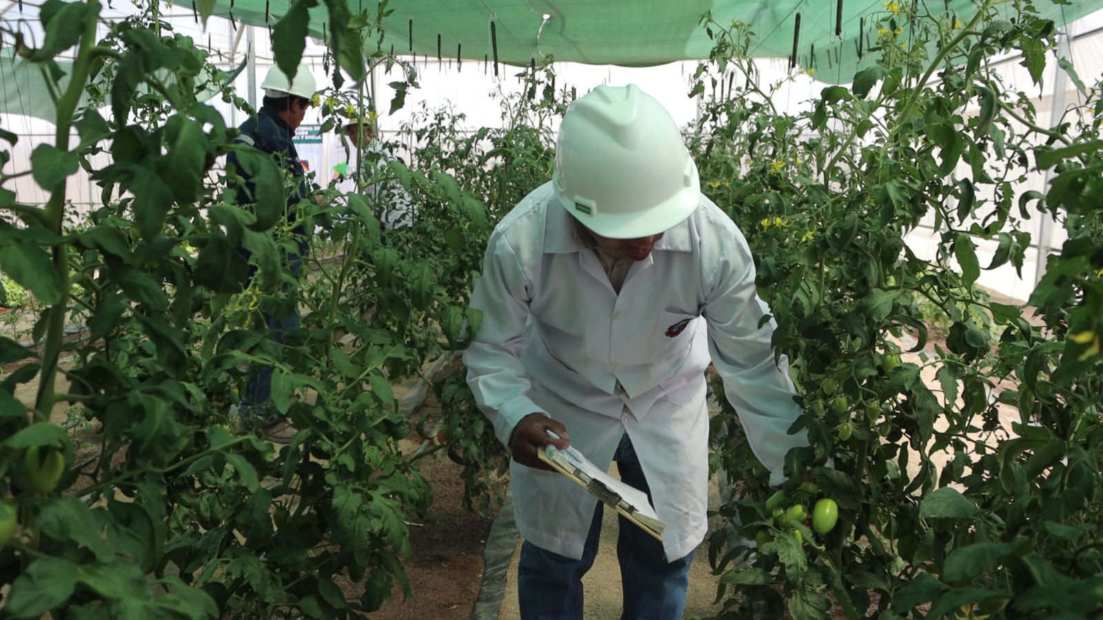 Gobierno implementa Planta de producción de forraje en el municipio Poopó, Oruro. Foto: FPS