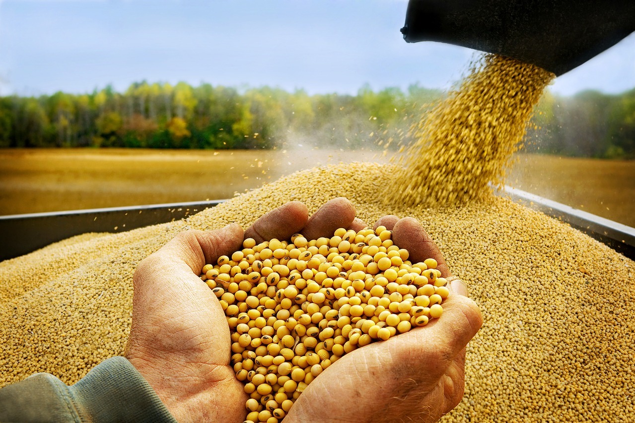 Bolivia exportará 23,7% más de soya como resultado del incremento del rendimiento por hectárea